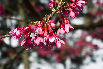 Image showing Bougainvillea blossoms with green buds on blurred background 