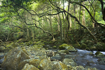 Image showing green forest and river 