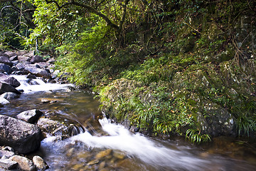 Image showing green forest and river 