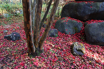 Image showing autumnal nature