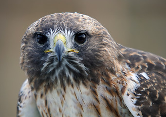 Image showing Red tailed hawk