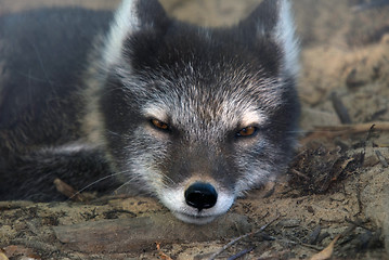 Image showing Arctic Fox