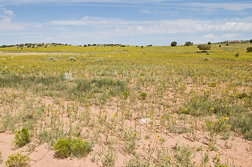 Image showing Wildflowers