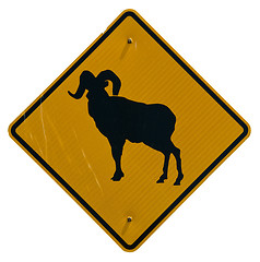 Image showing Bighorn Sheep Crossing