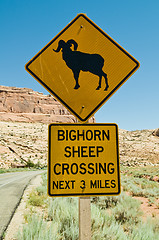 Image showing Bighorn Sheep Crossing