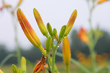 Image showing Lily in grass.