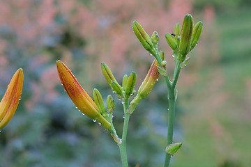 Image showing Lily in grass.