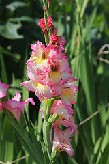 Image showing Gladiolus