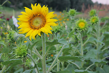 Image showing Sunflowers