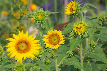 Image showing Sunflowers