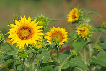 Image showing Sunflowers