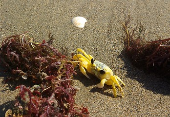 Image showing YELLOW CRAB