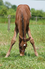 Image showing Cute Young Horse