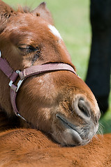 Image showing Cute Horse Resting