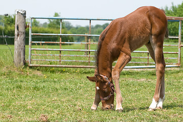 Image showing Little foal eating grass