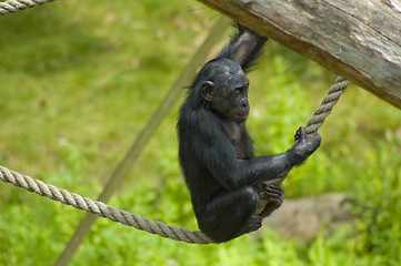 Image showing Playing ape