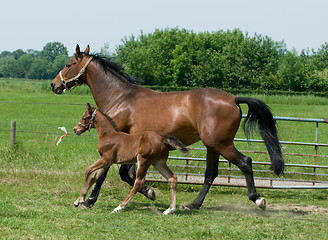 Image showing Running horses