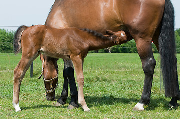 Image showing Drinking Milk