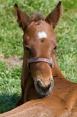 Image showing Cute Horse Resting