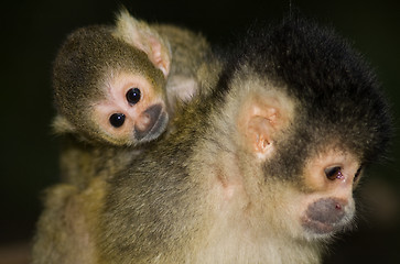 Image showing Baby Squirrel Monkey