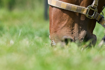 Image showing Horse closeup