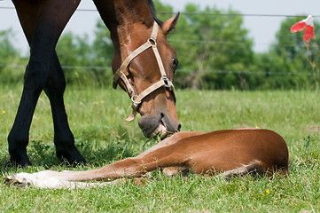 Image showing Dinner Time