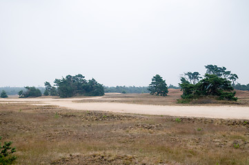 Image showing Heathland