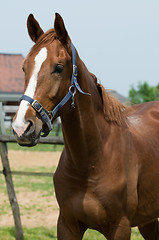 Image showing Horse Portrait