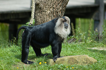 Image showing Cool Saki Ape