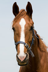 Image showing Horse head