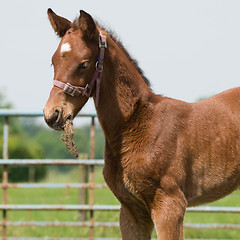 Image showing Young Horse Eating Grass