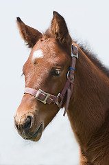 Image showing Cute Horse