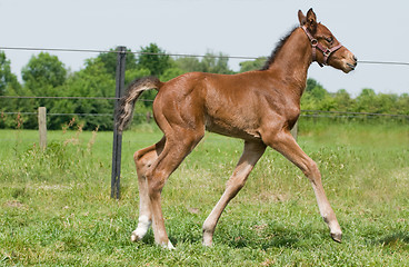 Image showing Proud foal