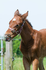 Image showing Cute 10 day old foal