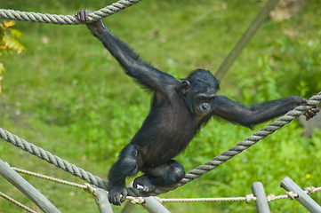 Image showing Swinging ape