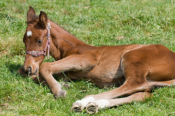 Image showing Cute Horse Resting