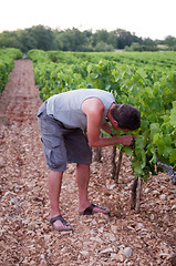 Image showing Harvesting Boy