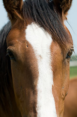 Image showing Horse closeup