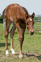 Image showing Cute Horse.