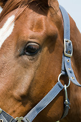 Image showing Horse Eye Closeup