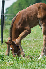 Image showing Young Horse