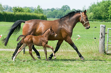 Image showing Mare and foal running