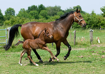 Image showing Running Horses