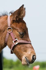 Image showing Dreamy foal