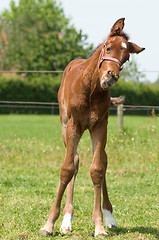 Image showing Cute 10 day old foal looking funny