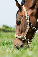 Image showing Horse closeup eating