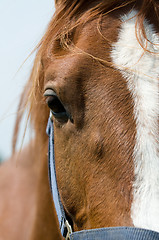 Image showing Horse closeup