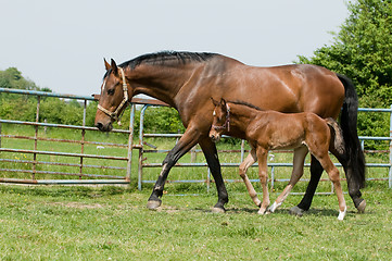 Image showing Mare and foal in the field