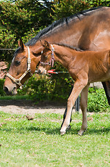 Image showing Mare and foal