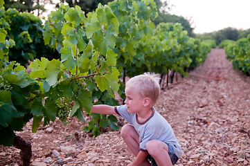 Image showing Young boy harvesting grape